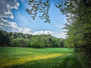 Wieder am Waldrand entlang