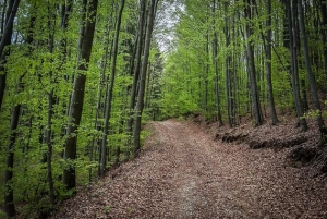 Weg im Wald bergauf