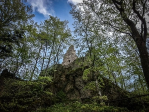 Ruine Wildenfels im Wald