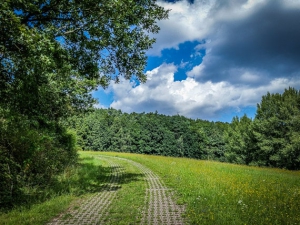 Gepflasterter Weg an Hecke entlang