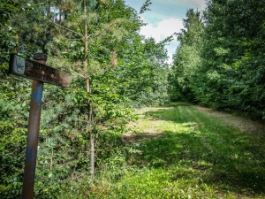 Wiesenweg am Wald