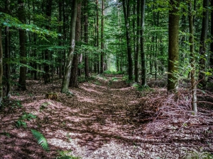 Weg nach rechts in den Wald