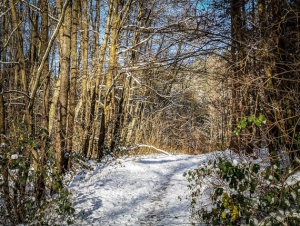 Weiter im Wald