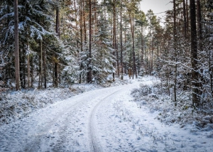 Weg im Wald