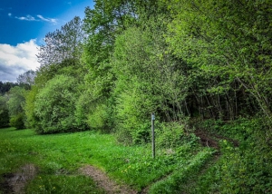 Wanderpfad in den Wald