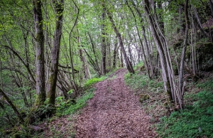 Breiterer Wanderpfad im Wald