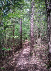 Wanderpfad im Wald