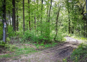 Weg nach rechts in den Wald