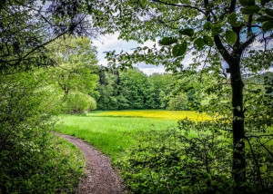 Weg an den Waldrand