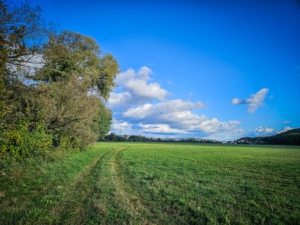 Schöner Weg an Hecken entlang