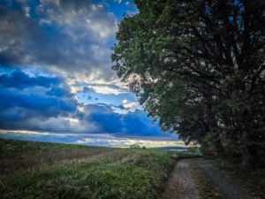 Ganz oben bis hin zum Waldrand und dort entlang