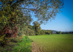 Schöner Weg an Hecken entlang