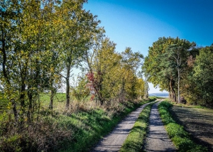 Ganz oben an Hecke entlang