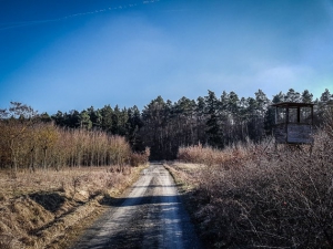 Weg an Baumschonung entlang