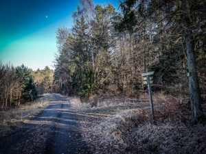 Wegweiser am Waldrand