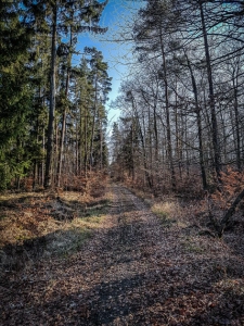 Gerader Weg im Wald bergauf