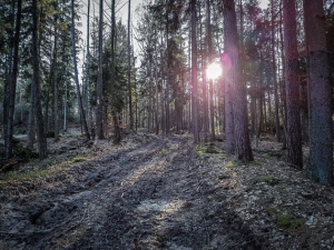 Nasser Weg im Wald