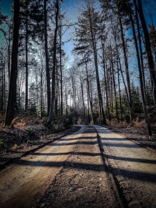 Sonniger Wald auf dem Hochplateau