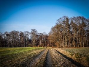 Weg in Richtung Wald