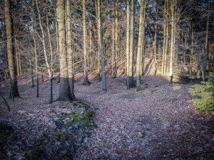 Pfad im Wald