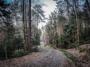 Breiter Forstweg im Wald
