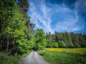 Weg am Waldrand entlang bergauf