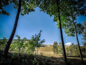 Blick durch die Bäume