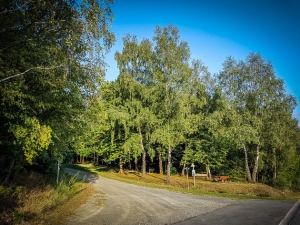 Weg in den Wald