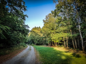 Breiter Forstweg im Wald