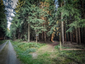 Abzweigung im Wald