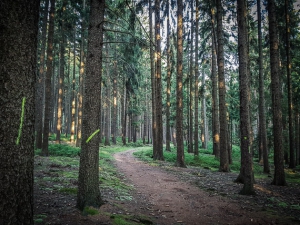 Wanderpfad im Wald