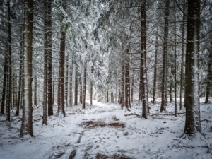 Kurze erste Weg-Etappe durch den Wald in Richtung Altvaterturm