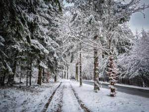 Allee an der Landstraße