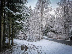 Weg biegt nach links in den Wald