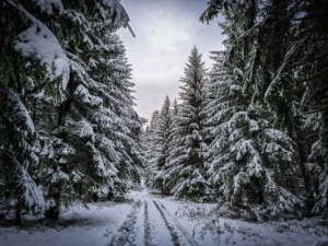 Der Weg in den Wald