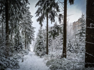 Altvaterturm durch die Bäume sichtbar