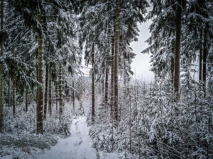 Geradeaus durch den Wald hinunter