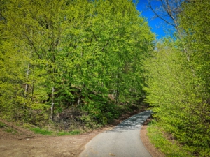 Dem geteerten Weg in den Wald folgen