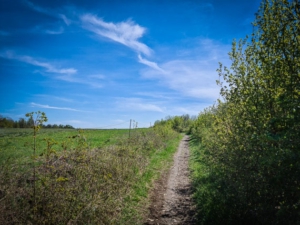 Zwischen Hecke und Flugfeld entlang