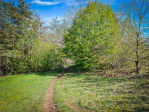 Trampelpfad in den Wald hinein