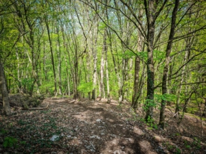 Steiler steiniger Pfad im Wald bergab