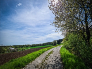 Weg an Hecke entlang