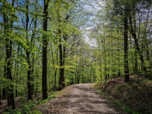 Nach Aufstieg wieder flach am Hang entlang