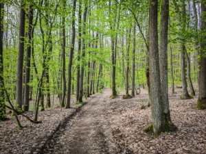 Erst auf breitem Weg durch den Wald