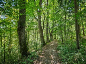 Der „Allee-Pfad“ sanft bergab