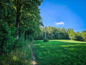 Kurzzeitig am Waldrand entlang