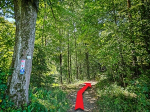 Pfad führt wieder in den Wald hinein