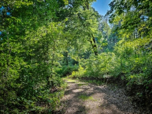 Weg auf der anderen Seite am Hang entlang durch den Wald