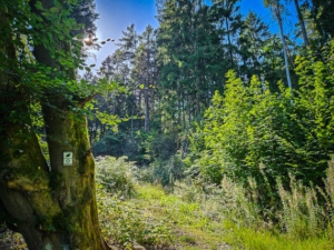 Nach großem Baum mit Wegweiser folgt Baumstumpf mit Wegweiser