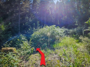 Nach dem Baumstumpf in den Pfad nach links abbiegen, der weiter am Hang entlang führt